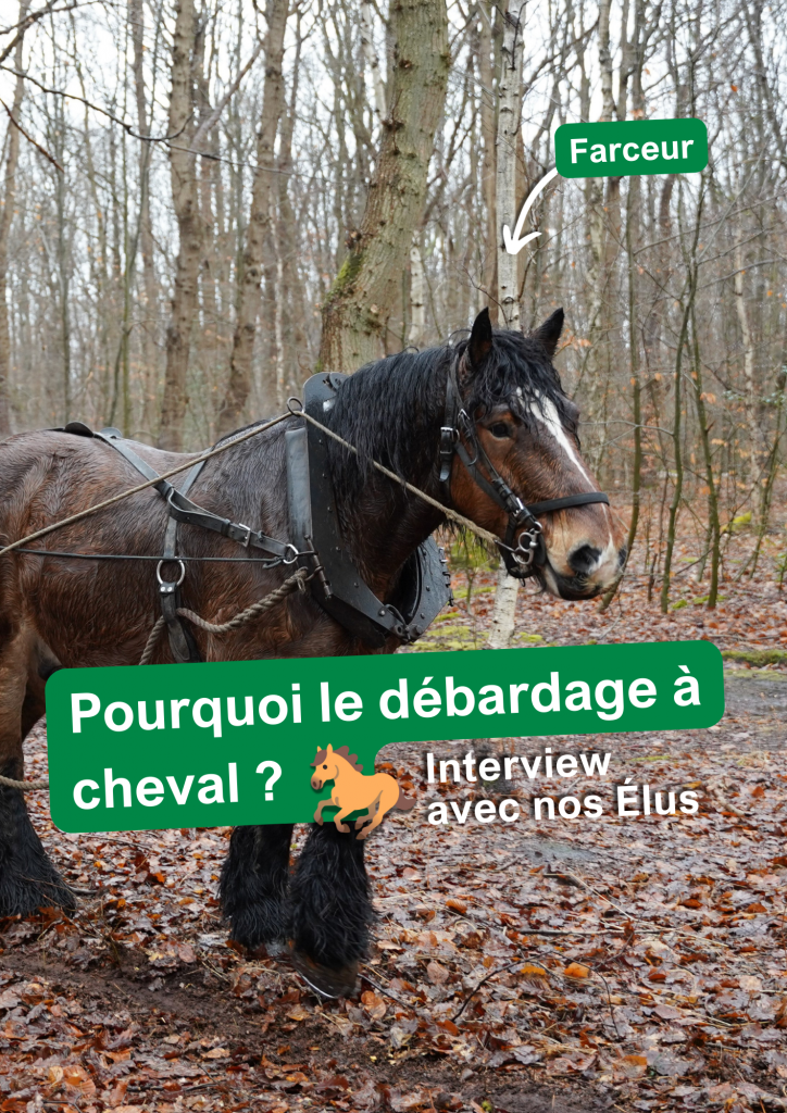 Reportage sur le débardage à cheval