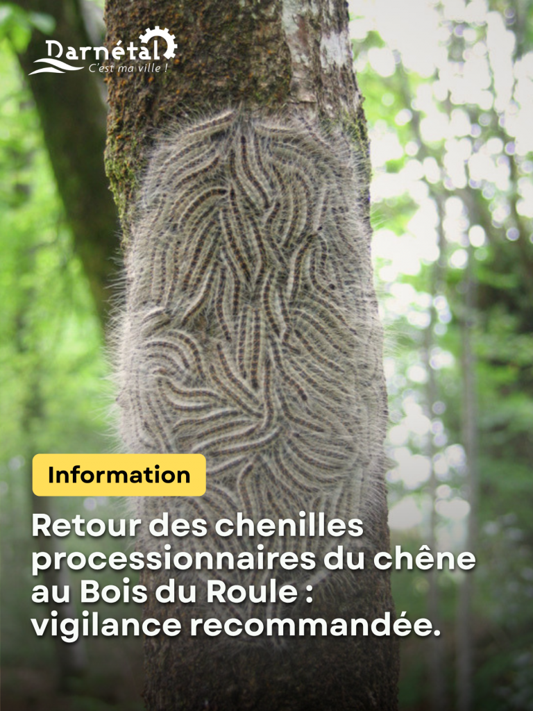 Retour des chenilles processionnaires du chêne au Bois du Roule : vigilance recommandée.